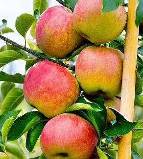 Яблуня колоновидна Останкіно