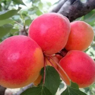 Абрикос Красень Києва (саджанець, дворічний)