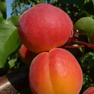 Абрикос Колорадо (саджанець, дворічний)