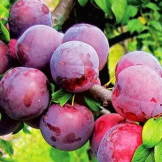 Слива колоновидна Блю Світ