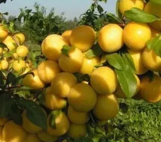 Слива колоновидна Мірабелла