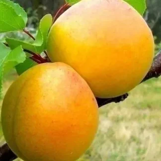 Абрикос Голд Річ (саджанець, дворічний)