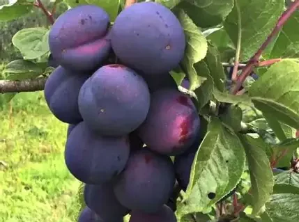 Слива колоновидна Кромань