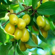 Кизил Бурштиновий / сіянець