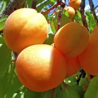 Абрикос Ананасовий Цюрупинський (саджанець, дворічний)