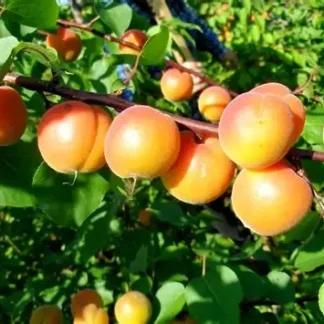 Абрикос Амур (саджанець, дворічний)