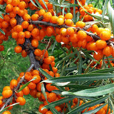 Саджанці обліпихи Адам+Августина(пара)