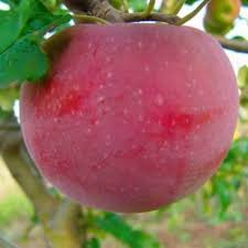 Яблуня Алка (саджанець, дворічний)