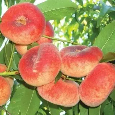 Персик інжирний Сатурн (саджанець, дворічний)
