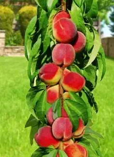 Персик колоновидний Фантазія