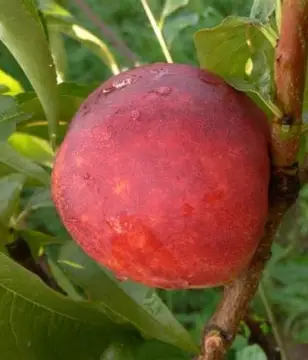 Нектарин Старк Сангло (саджанець, однорічний)