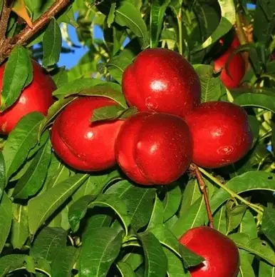 Нектарин Венус (саджанець, дворічний)