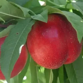 Нектарин Ванг 3 (саджанець, дворічний)