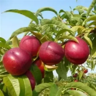 Нектарин Хемус (саджанець, дворічний)