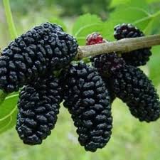 Шовковиця Стамбульська Чорна / однорічна, привита