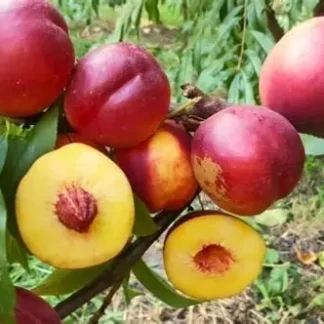 Нектарин Флейвор Топ (саджанець, дворічний)