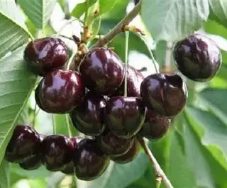 Черешня колоновидна Ревна