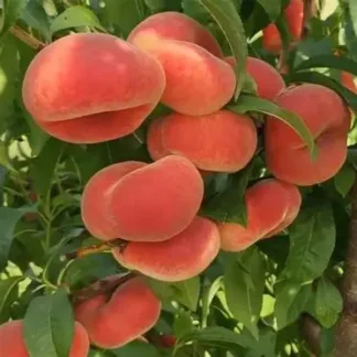 Персик інжирний План Сільвер (саджанець, дворічний)