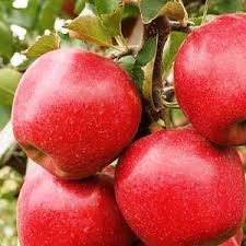 Яблуня Аннагло (саджанець, дворічний)