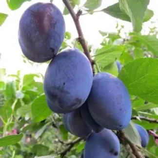 Слива Амерс (саджанець, дворічний)