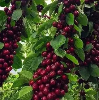 Вишня колоновидна Захват