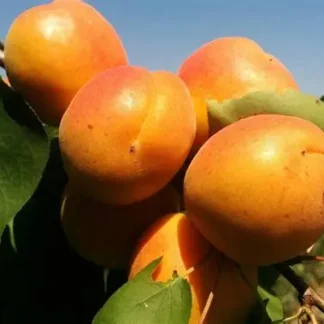 Абрикос колоновидний Принц Март