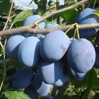 Слива Чачакська Рання (саджанець, дворічний)