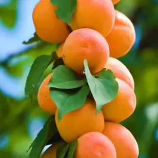 Абрикос колоновидний Первайс