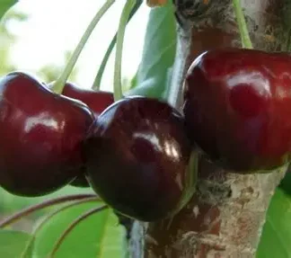 Черешня Світхарт (саджанець, дворічний)