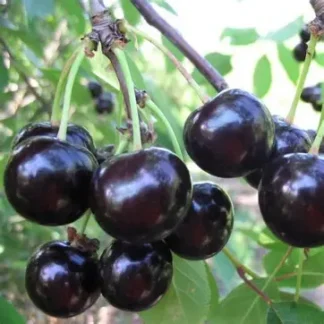 Вишня Чорнокорка (саджанець, дворічний)
