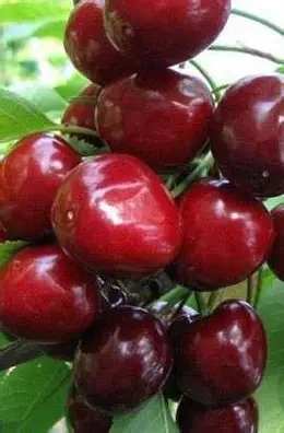 Черешня Техлован (саджанець, дворічний)