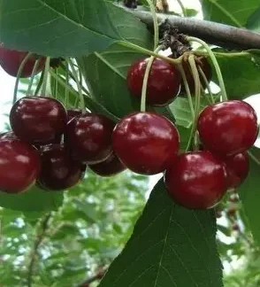 Вишня Пам'яті Вавилова (саджанець, однорічний)