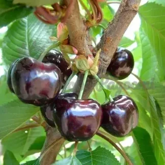 Черешня Бігаро Бурлат (саджанець, однорічний)