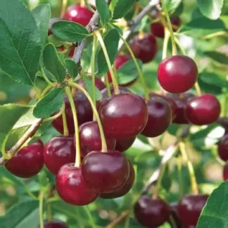 Вишня Кармін Джуел (саджанець, дворічний)