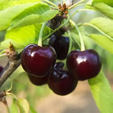 Вишня Зустріч (саджанець, дворічний)