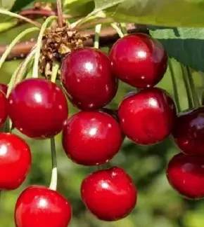 Вишня Запаморочлива радість (саджанець, дворічний)