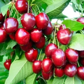 Черешня Каріна (саджанець, дворічний)