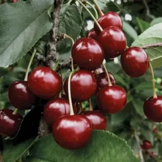 Вишня Ерді великоплідна (саджанець, дворічний)