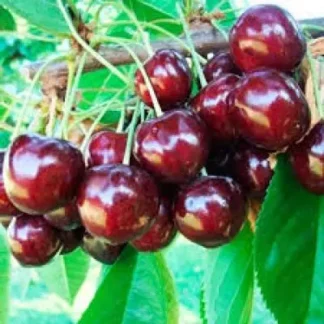 Черешня Джорджія (саджанець, дворічний)