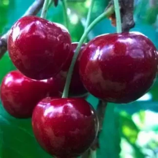 Черешня Василіса (саджанець, дворічний)