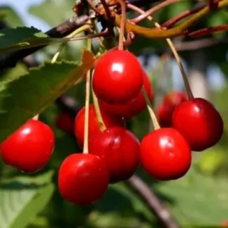 Вишня Ранній десерт (саджанець, однорічний)