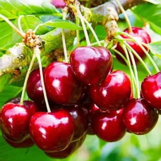 Черешня Валерій Чкалов (саджанець, однорічний)