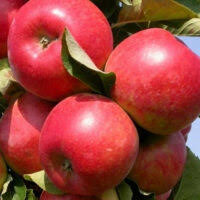 Яблуня Аполлон (саджанець, дворічний)