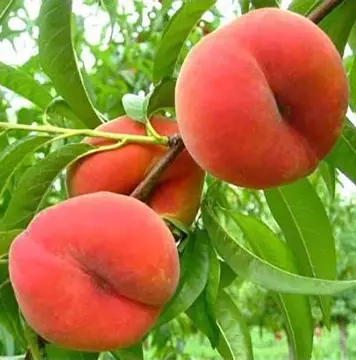 Персик Інжирний Нікітський (саджанець, однорічний)