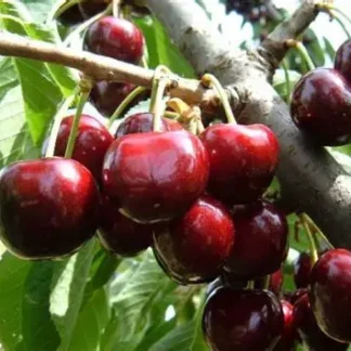 Черешня Біг Стар (саджанець, дворічний)