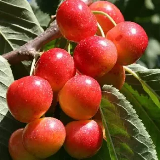 Черешня Аеліта (саджанець, дворічний)