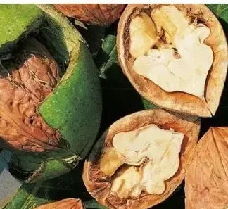 Волоський горіх Велетень (трирічний) / сіянець