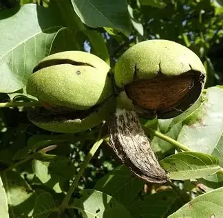Волоський горіх Буковинський (однорічний) / сіянець