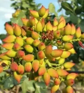 Фісташка Киргизька (саджанці)