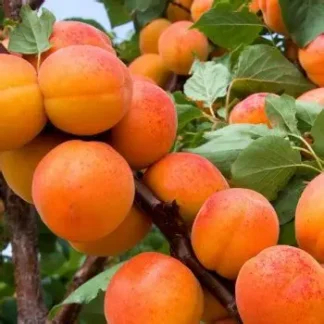 Абрикос Німфа (саджанець, дворічний)